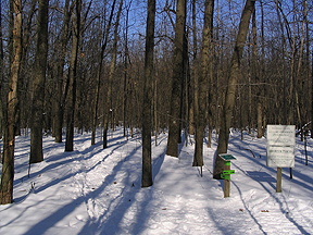 Arboretum in winter